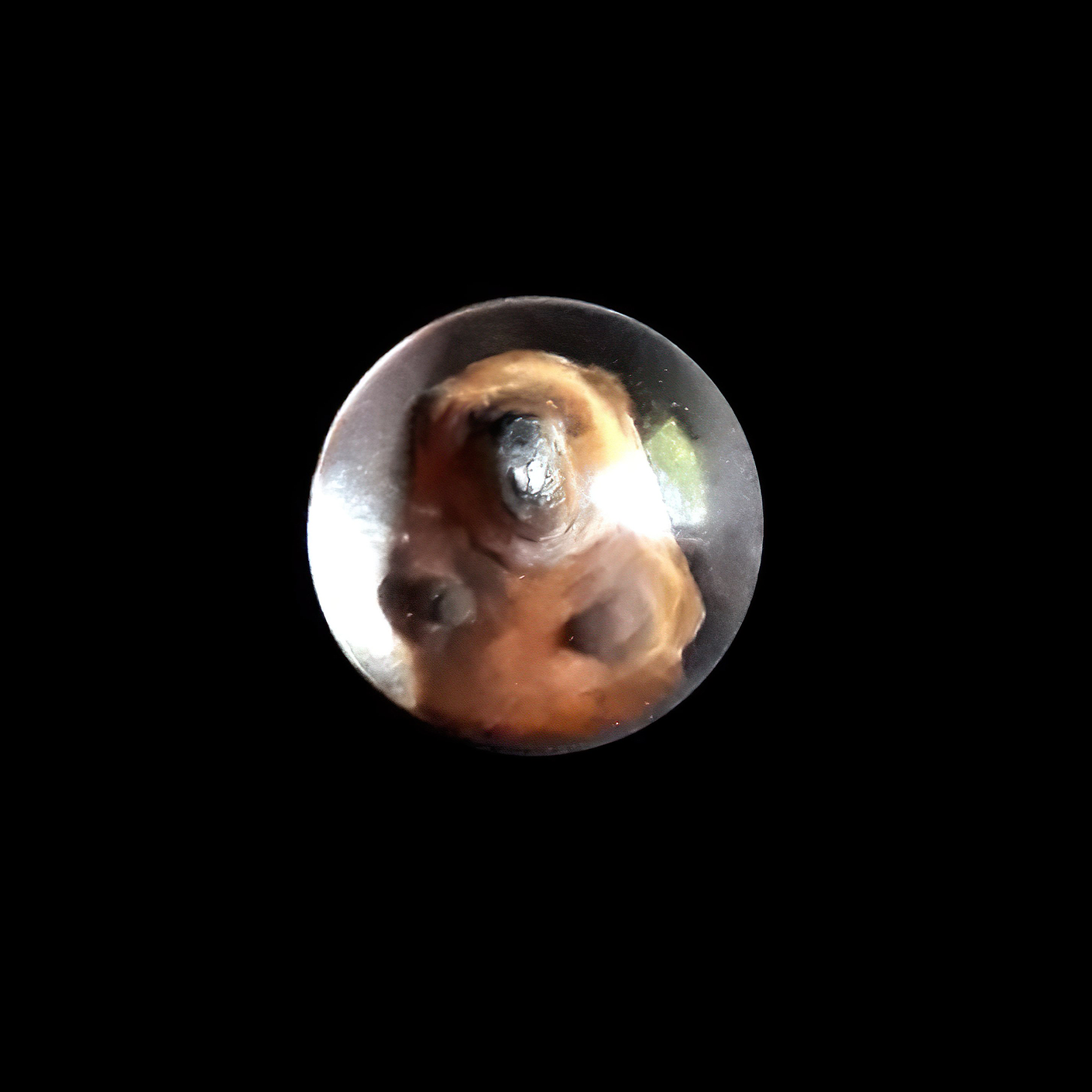 Beaver Reverse Intaglio